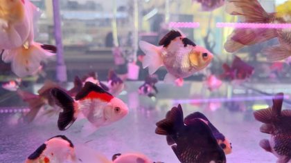 Oranda Tricolor