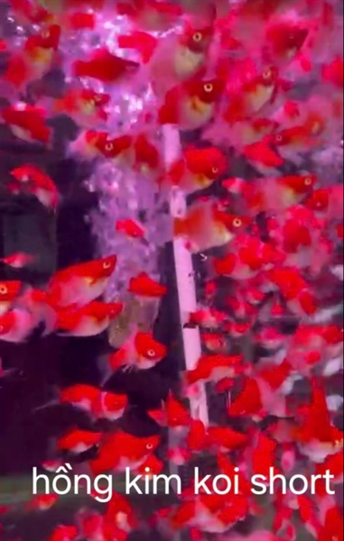Hồng Kim Koi Short
