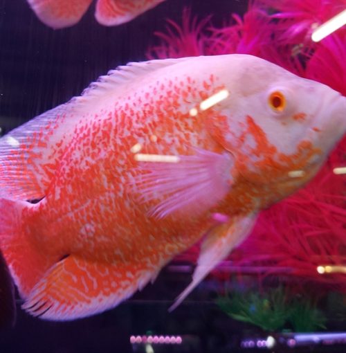 TAI TƯỢNG CHÂU PHI VANG LỚN 400.000