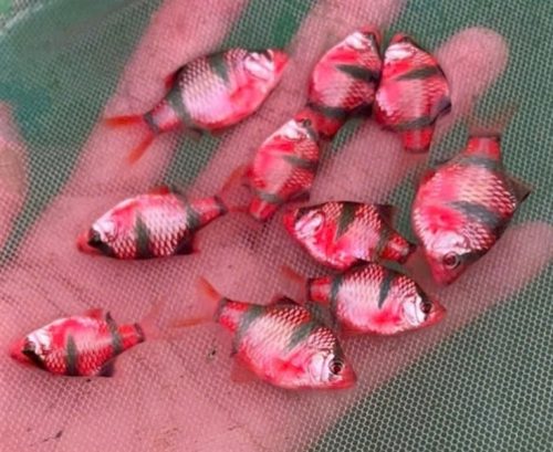 Xê can dạ quang đỏ sọc đen