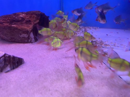 Xê Can xanh vây dài