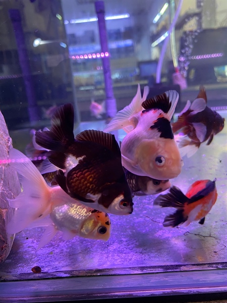 Oranda Tricolor trung