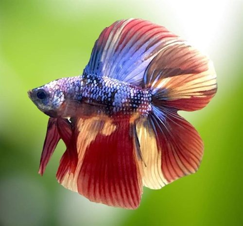 Xiêm trống 30.000