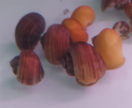 ỐC TÁO