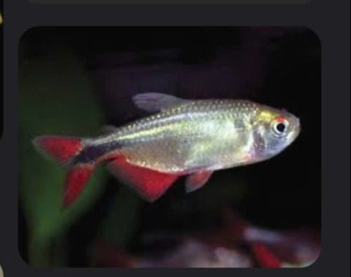 Cá Buenos Aires Tetra