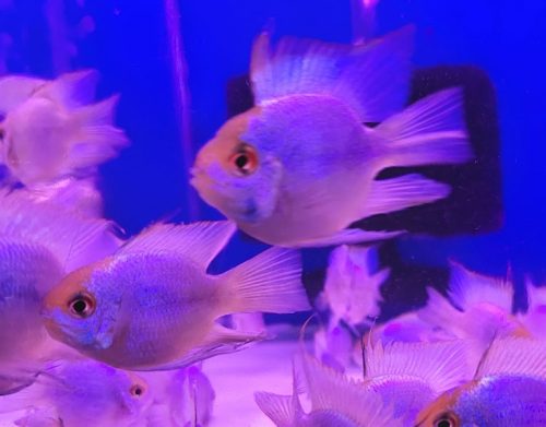 Phượng Hoàng Ngũ sắc - Lam cối