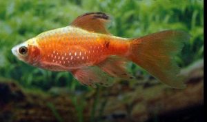 Hồng cam vây dài