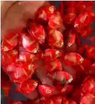 Xê Can dạ quang đỏ