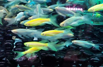 Sọc Ngựa Cánh Tiên Xanh