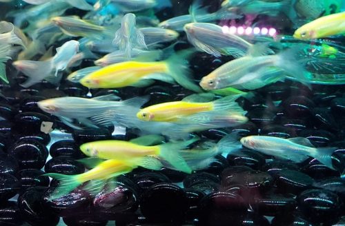 Sọc Ngựa Cánh Tiên Xanh