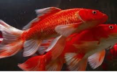 CHÉP PHI TẦN ĐỎ TRUNG 20-22cm