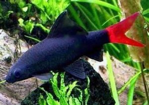 Chuột Thái Đen Lớn