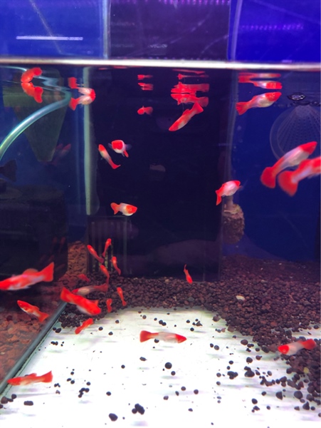 Cá Bảy màu Koi Red