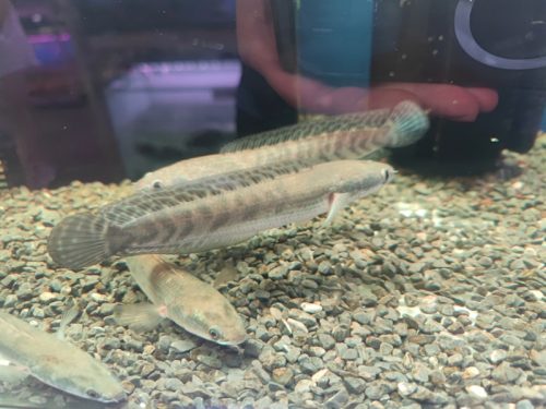 Lóc Yellow Sentarum lớn