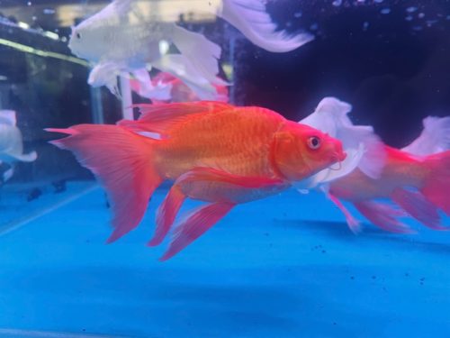 Chép Sư Tử đỏ lớn