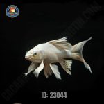 Cá chép phi tần trắng