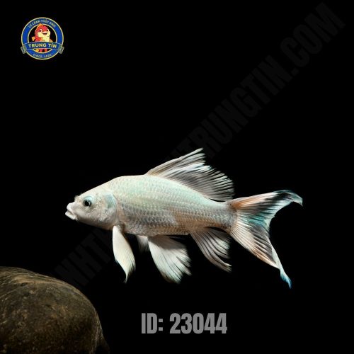 Cá chép phi tần trắng
