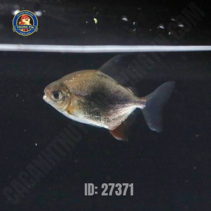 Cá móc câu hoàng đế