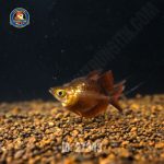 Cá cầu vồng táo đỏ short