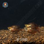 Cá cầu vồng táo đỏ short