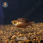 Cá cầu vồng táo đỏ short