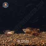 Cá cầu vồng táo đỏ short