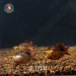 Cá cầu vồng táo đỏ short