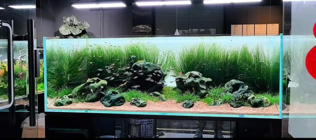 hồ thủy sinh shallow tank