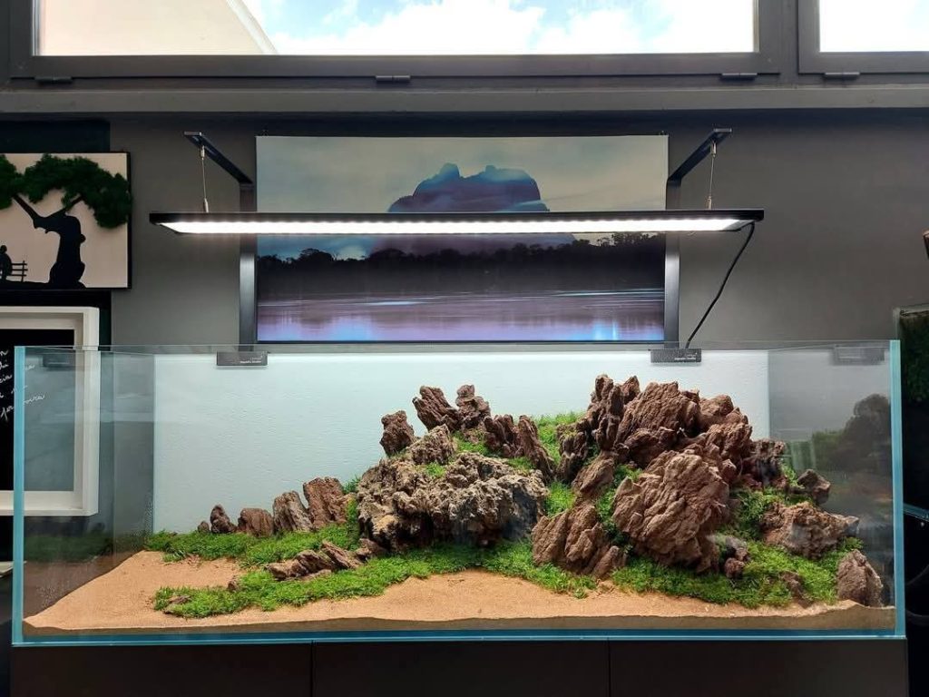 hồ thủy sinh shallow tank