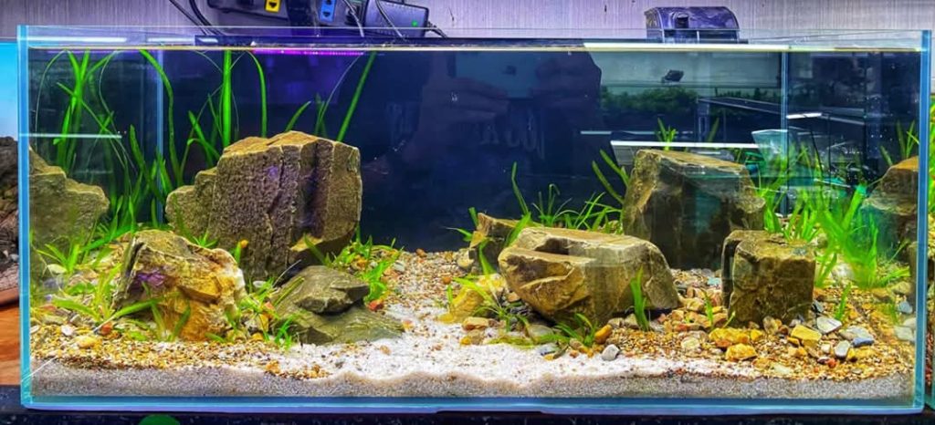 hồ thủy sinh shallow tank