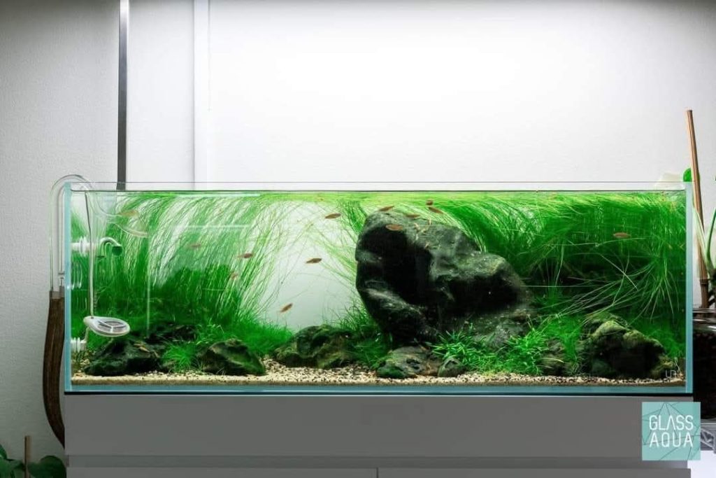 hồ thủy sinh shallow tank