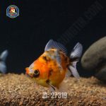 cá Oranda Tricolor