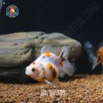 cá Oranda Tricolor