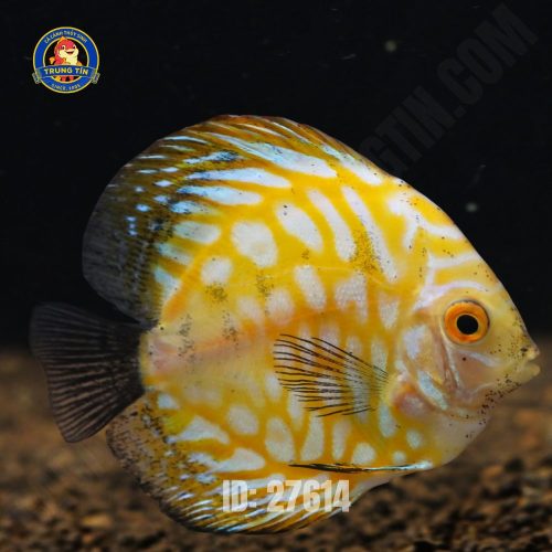 cá dĩa bồ câu vàng lớn