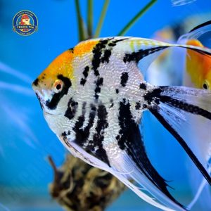 cá thần tiên 3 màu