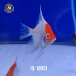 cá thần tiên koi albino