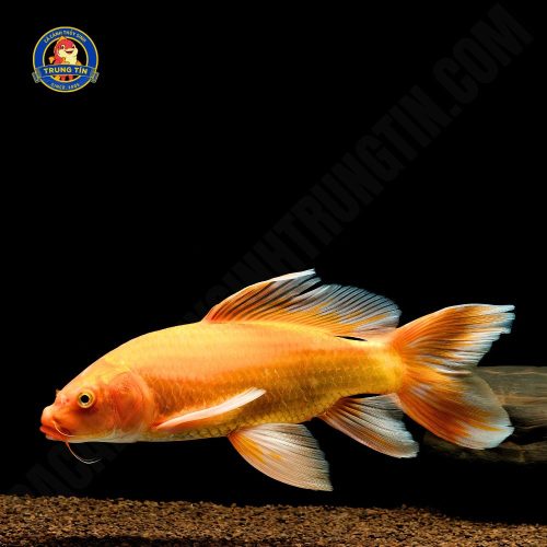 chép phi tần đỏ vây trắng