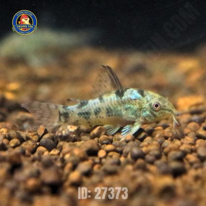 chuột bông kì cao (4)
