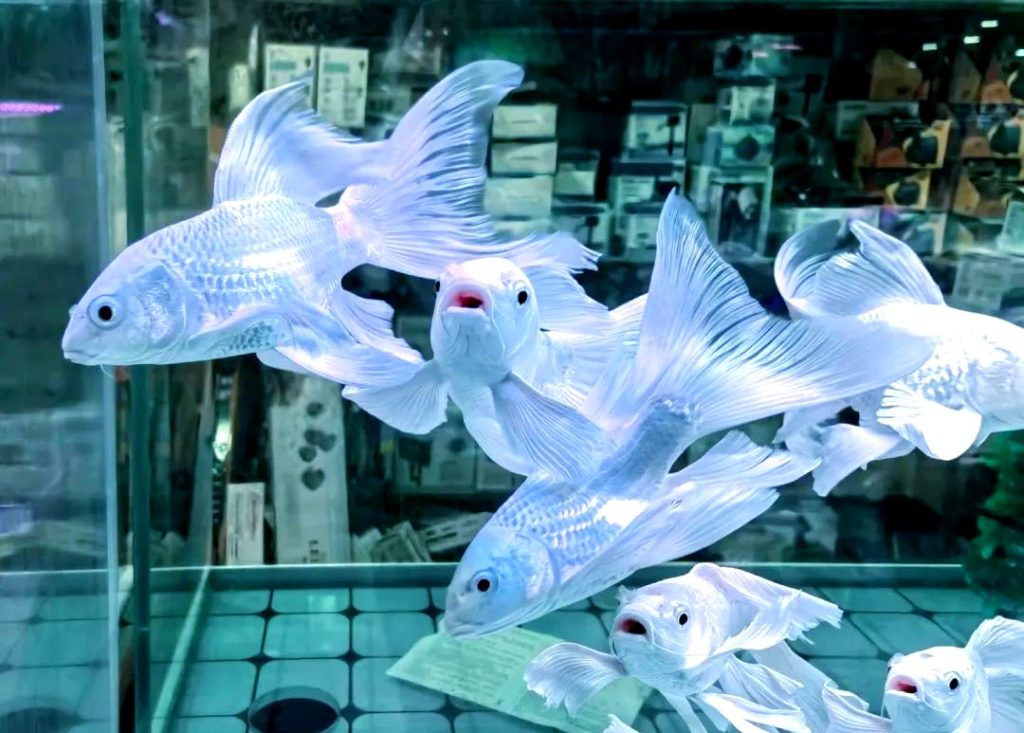 hồ cá chép sư tử