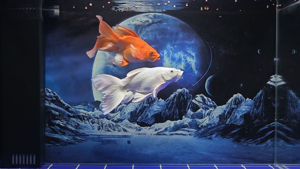 hồ cá chép sư tử