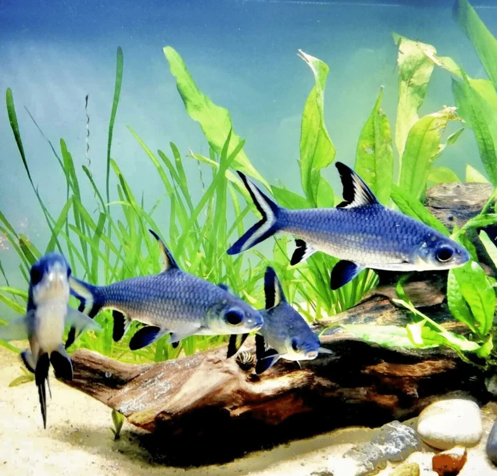 hồ cá hỏa tiễn