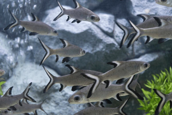 hồ cá hỏa tiễn