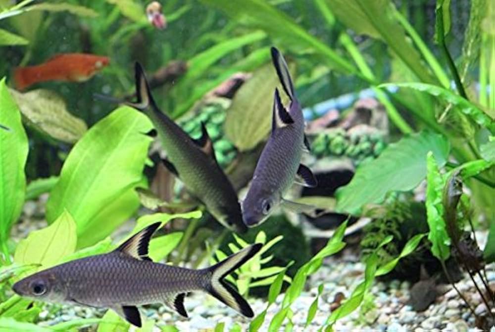 hồ cá hỏa tiễn