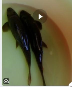 Vũ kỳ Lân ăn rêu 10 - 12cm