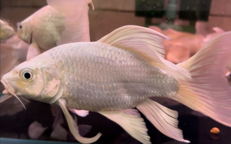 Chép phi tần mèo size 22-25cm