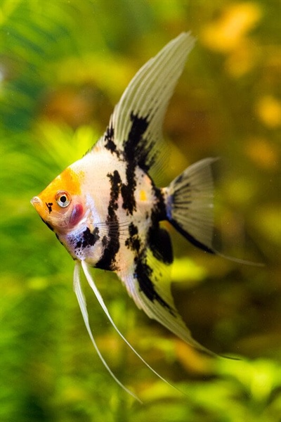 Ông tiên ba màu nhỏ - con