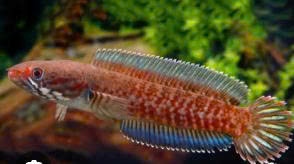 Lóc Cầu vồng Andrao 5-6cm