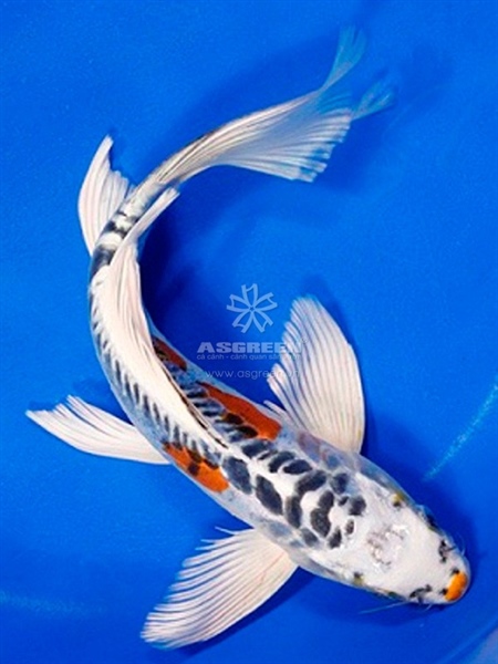 Chép koi bướm đại 35-40cm - Con