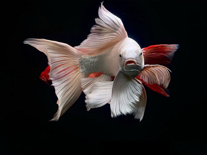 Chép phi tần đỏ vây trắng size 20-25cm