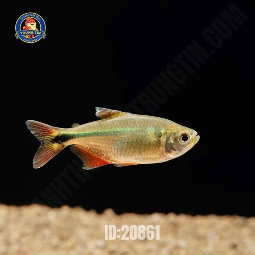 Cá Buenos Aires Tetra - Hình 1